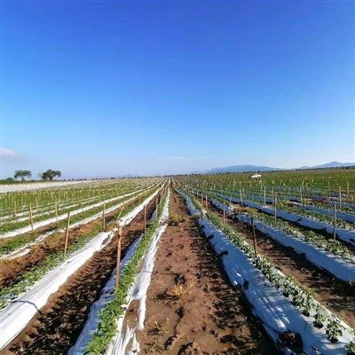 Película de mantillo compostable